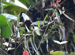 Macleania coccoloboides