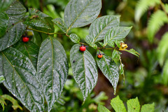 Capsicum geminifolium