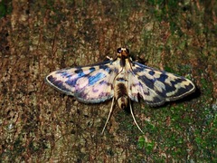 Rhimphalea