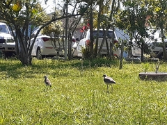 Vanellus chilensis