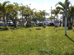 Vanellus chilensis