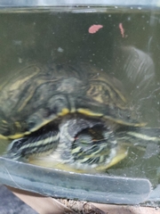 Trachemys scripta elegans