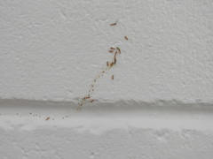 Tetramorium simillimum