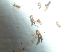 Tetramorium simillimum