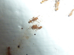 Tetramorium simillimum