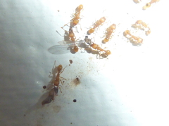 Tetramorium simillimum