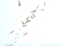 Tetramorium simillimum