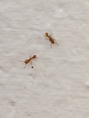 Tetramorium simillimum