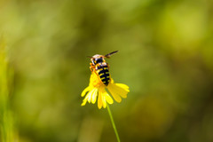 Bicyrtes insidiatrix