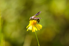 Bicyrtes insidiatrix