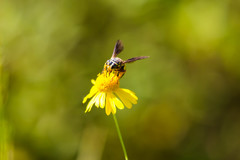 Bicyrtes insidiatrix