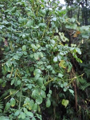 Indigofera tinctoria