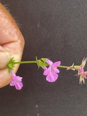 Stachys tenerrima