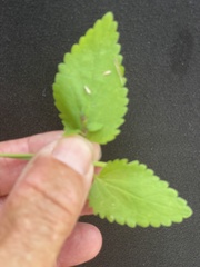 Stachys tenerrima