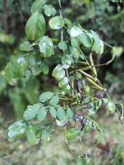 Indigofera tinctoria