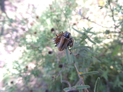 Neocrossidius trivittatus