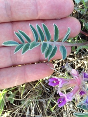 Astragalus shortianus