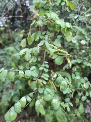 Indigofera tinctoria