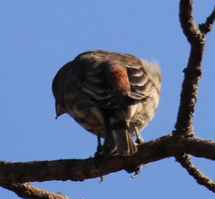 Haemorhous mexicanus
