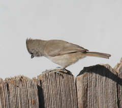 Baeolophus inornatus