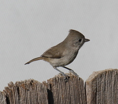 Baeolophus inornatus