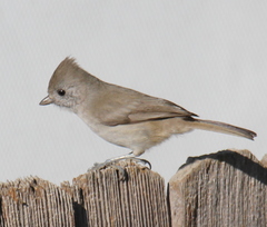 Baeolophus inornatus