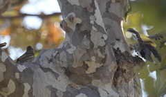 Haemorhous mexicanus