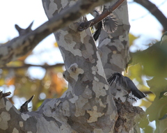 Haemorhous mexicanus