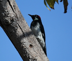 Melanerpes formicivorus