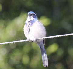 Aphelocoma californica