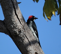 Melanerpes formicivorus
