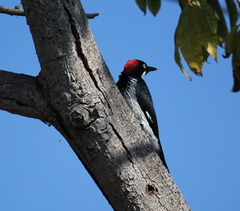Melanerpes formicivorus