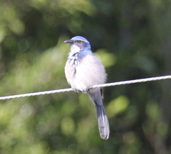 Aphelocoma californica