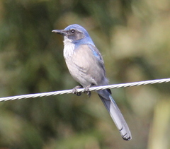Aphelocoma californica