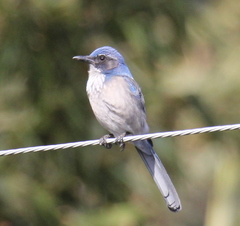 Aphelocoma californica