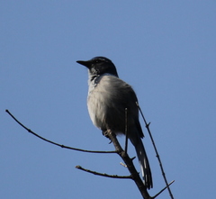 Aphelocoma californica