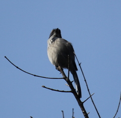 Aphelocoma californica