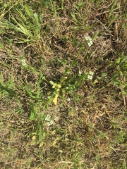 Valerianella amarella