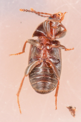 Mycetophagus pluriguttatus