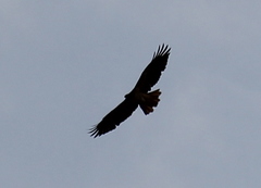 Buteo jamaicensis