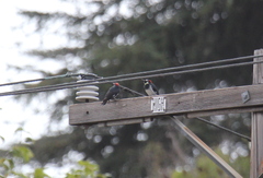 Melanerpes formicivorus