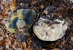 Caloboletus marshii