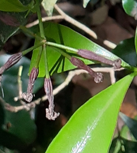Image of Cordtree by (c) grabbarg, some rights reserved (CC BY-SA)
