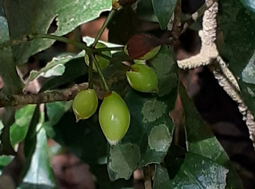 Image of Cordtree by (c) grabbarg, some rights reserved (CC BY-SA)