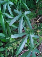 Cucurbitella asperata