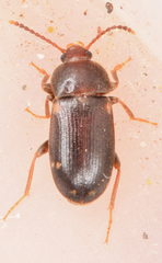 Mycetophagus pluriguttatus