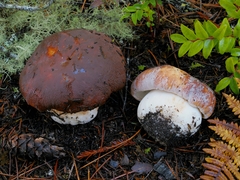 Boletus regineus