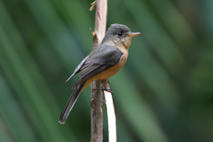 Contopus latirostris