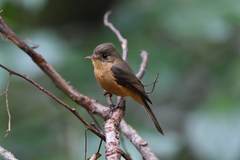 Contopus latirostris