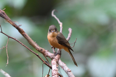 Contopus latirostris